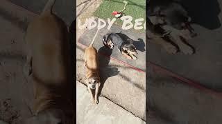 Pretty penny and my buddy Belle. #dogs #funny