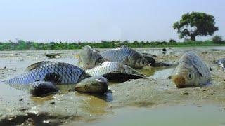 Amazing Using Traditional Fishing Tool To Catching A Lot Fishes At Paddy Fields