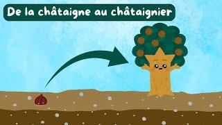 De la châtaigne au châtaignier - Documentaire pour enfants - Sciences ludiques - Fiches GRATUITES 