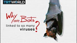 Why are bats linked to so many deadly viruses?