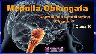 MEDULLA OBLONGATA | CHAPTER-7 || #class10 #science #video #cbse #nervous #medulla