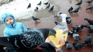Голуби. Им бы в цирке выступать. funny bird.