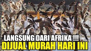 TUMPAH TUAH !!! RATUSAN BURUNG IMPORT LANGSUNG KIRIMAN IMPORTIR AFRIKA DIJUAL MURAH HARI INI