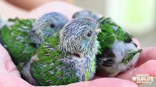 Fig Parrot Conservation