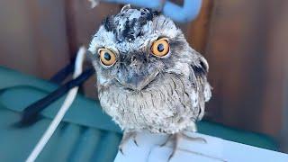 Frogmouth  When Birds Mimic Trees!