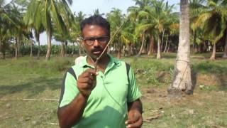 Ground water using neem stick - basic course - technique for water divining