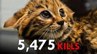 Cute but Lethal: The 10 Deadliest Small Cats