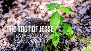 The Root of Jesse. Jesus in the Old Testament?