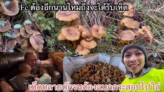 #เห็ดหลายคักจนแบกกระสอบไปใส่#แล้วเห็ดfcจะต้องรออีกนานไหมถึงจะได้รับ?