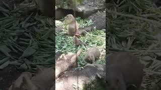 立ってモグモグ！プレーリードッグの赤ちゃんがかわいすぎでつらい。上野動物園。R6/5（東京観光）Cute！ Prairie Dog Babies Ueno Zoo Tokyo JAPAN TRAVEL