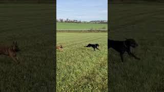 Catch me if you Can  - Doberman vs. Malinois Puppy