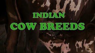 Indian Cow Breeds - English