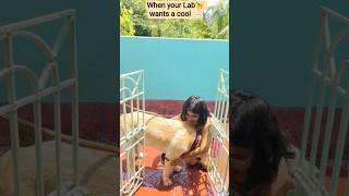 When your Lab wants a cool shower#shortvideo #vlog #labrador #dog #ytshorts