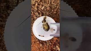Feeding A Bug To My Ant Colony! #shorts