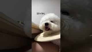 캠핑 유튜브 보는 강아지 #강아지브이로그 #강아지일상