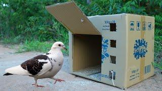 Simple Quick Pigeon Trap Make From Cardboard Box - Creative Easy Bird Trap