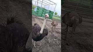 Ostriches in captivity