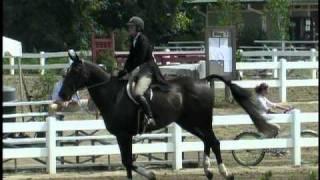 Samaritan  USEF Hunter Classic (Handy) Winning trip. For sale