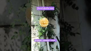 #davidaustinroses|Graham thomas rose#puspanjalipranabir#climbingrose#shortfeed#shorts#viral