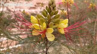 Bird of Paradise Shrub [ Farmhand Bans ]