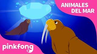 Morsa | Animales del Mar | Pinkfong Canciones Infantiles