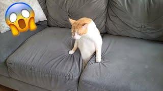 When the cat suddenly crawled out of the sofa like liquid  Try Not To Laugh 