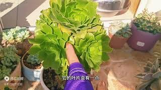 秦姐今天分享六年经验多肉的一个现实问题，视频看完不要出坑哈