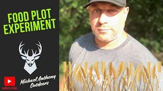 No Till, No Herbicide, Fall Food Plot Strategy and Experiment!