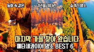 마지막 가을 찾았습니다 놓치면 후회할 가을 메타세콰이어 명소 BEST 6