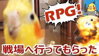 ビビりながらチラ見しまくるオカメインコに戦場へ行ってもらった【転載】