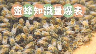 蜜蜂無裝備近觀賞爆棚知識量蜂之谷養蜂場 honey bee knowledge