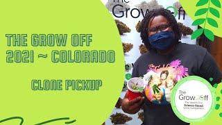 The Grow Off 2021 | Clone Pickup & Transplant