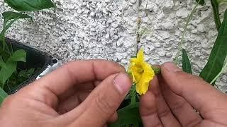 庭院种植之苦瓜也爱你(bitter meln pollinated UK)种植的苦瓜开花啦，苦瓜授粉。