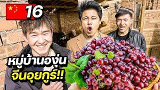 “หมู่บ้านองุ่น” ใหญ่สุดในประเทศจีน(อุยกูร์)!! | CHINA EP.16