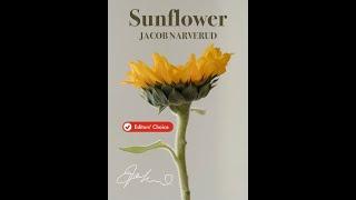 Sunflower by Jacob Narverud (SATB Choir with Cello)