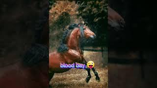 blood bay horse (su richiesta)#edit #horse #shorts