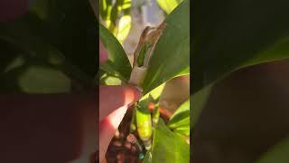 Does anyone else do this? #orchidcollection #orchid #flowers #plants #orchidflower