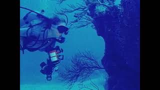 Scuba woman stung by tiny invertebrate 1980s