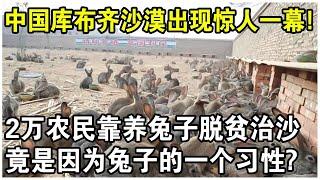 800萬隻獺兔放入庫布齊沙漠腹地，樹木成活率竟高達95%！20000農民脫貧又治沙，竟是因為兔子的一個習性？