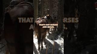 Meeting Horses and Mules on Backcountry Trails #shorts