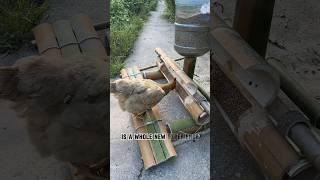 Creative chicken farm #creative #chicken #farm