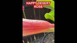 HAPPY DESERT ROSE / BONSAI / FLOWER #bonsai #desertrose