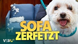 Hunde-Wellness geht schief: Hunde rasten im Hundesalon aus. | Verstehen Sie Spaß?