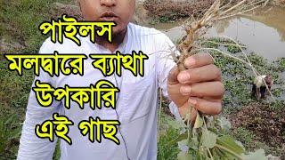 পাইলস এর ভেষজ চিকিৎসা রয়েছে এই গাছে