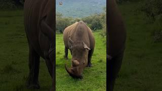 Rhino sound