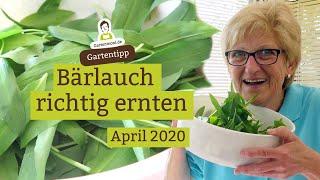 Bärlauch im Garten ernten, Unterscheidungsmerkmale zum gifitgen Maiglöckchen