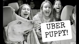 Uber Puppy Goes to College (Part 1)