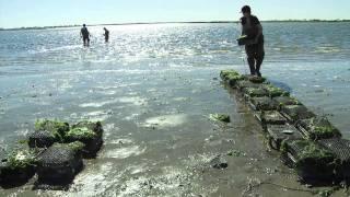 SHELLSHOCKED: Saving Oysters to Save Ourselves - Official Trailer [HD]