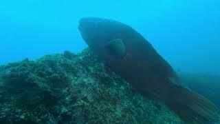 Diving Jervis Bay - 7 Feb 2022