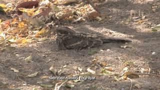 Ethiopia - A Birders Paradise